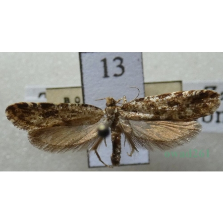 Triaxomera parasitella (Hübner, 1796) Czech13